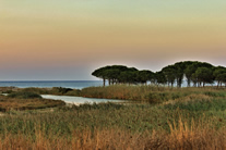 la pineta